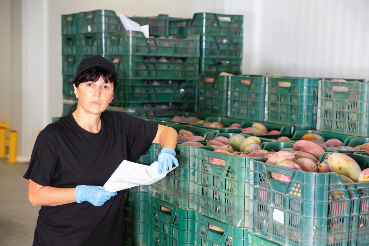 Worker checking mango crates with a paper clipboard