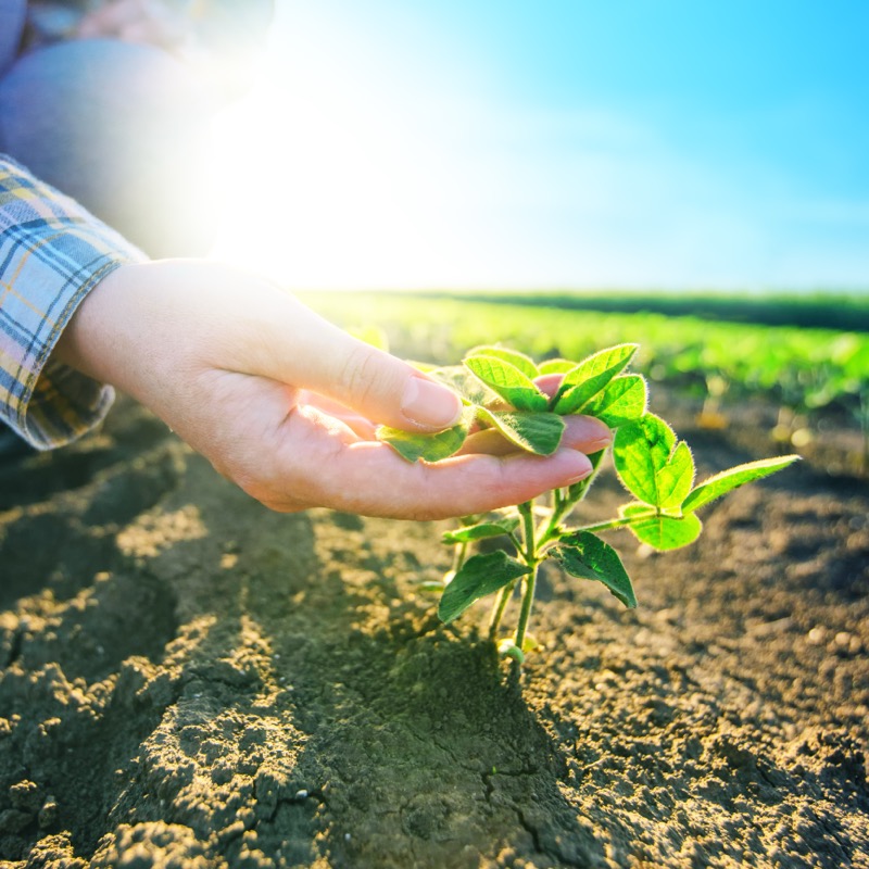 Hand carefully tending a young seedling in golden light